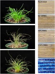 Image result for Tripogon