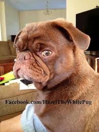 Chocolate Pug Pugs Funny Baby Pugs Cute Pugs