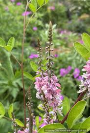 Image result for Indigofera hedyantha
