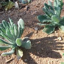 Image result for Gnaphalium polycaulon