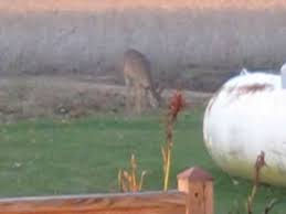 Check spelling or type a new query. Deer Eating My Strawberry Plants Youtube