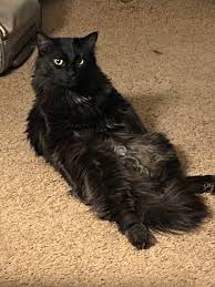 Free for commercial use no attribution required high quality images. The Way My Cat Sits R Mildlyinteresting Mildly Interesting Know Your Meme