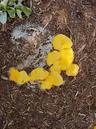 It is important to rid your oak trees of this unsightly and potentially dangerous fungus before they are damaged beyond repair. Slime Mold On Mulch Green Side Up Garden Gifts