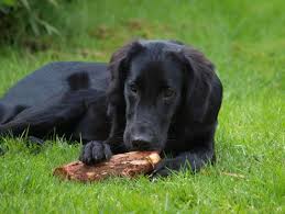 Affiliated to the kennel club, the countryside alliance, the basc, the ngo, and the international gundog league retriever society. Steckbrief Flat Coated Retriever Alles Dog De