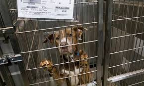 We limit our adoptions to a 3 hour drive radius of las vegas, nv. Five Years After Las Vegas Shelter Sets Zero Euthanasia Goal Success Is Within Sight The Nevada Independent