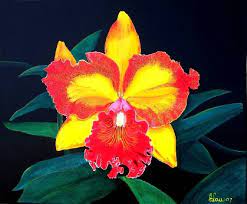For example, the orchid is the city flower of shaoxing, china. Cattleya Colombian Flower GaleriÑ˜a Slika