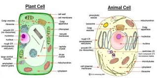 Animal cell membrane vs plant cell membrane. Main Differences Between Plant Cell And Animal Cell Qs Study