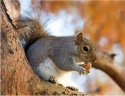 Eastern Grey Squirrel Invasive Species Council Of British