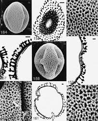 Image result for Crotonogynopsis australis