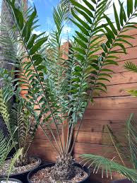 Image result for Encephalartos gratus