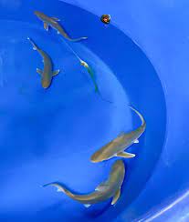Aquarium Shows How The Baby Shark Song Got It Wrong