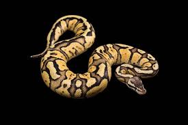 Hal ini bisa menghalangi jalan masuk ular yang saat bertemu ular kobra pastikan jaga jarak dan jangan mengganggunya. Ini Dia Sejumlah Cara Mencegah Ular Masuk Rumah Rumah123 Com