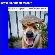 Then sample this selection of funny animal memes, featuring bears, spiders, armadillos, and plenty of other, less photogenic creatures. Clean Memes Page 104 Clean Memes