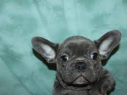 $3500.00 drumore, pa french bulldog puppy. French Bulldog Puppies Petland Dalton