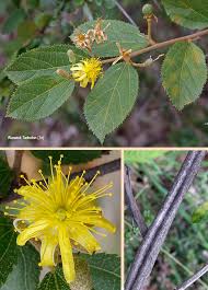 Image result for Grewia flavescens