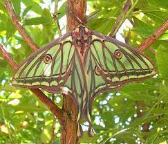 Check spelling or type a new query. Graellsia Isabellae