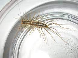 Insect with many legs is called. Too Many Legs To Count News