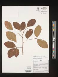 Image result for Allophylus ferrugineus