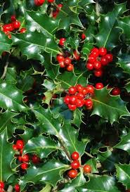 Holly hedge helpers has 1,908 members. Buy Buy Holly Hedge Ilex Aquifolium Hedging Plants Direct
