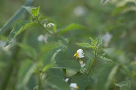 Image result for Solanum chenopodioides