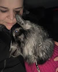 Igår var det igen dags för en tur till Ursulas djurklinik med Hulda… ❤️❤️nu  är gipset borta och hon sku nu behöva lära sig att hon kan använda benet,  vi har månader