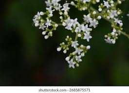 Image result for Valerianaceae