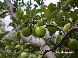 Pin On Tips Chihuahua