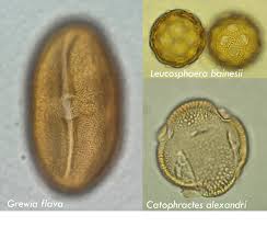 Image result for Leucosphaera bainesii