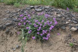 Image result for Verbena aristigera