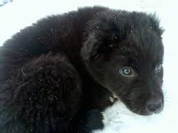 Newfoundland german shepherd mix appearance. Aussie Newfie Dog Breed Information And Pictures