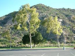 Image result for Eucalyptus citriodora