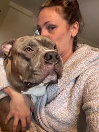 Pitbull owners sharing their love and experiences