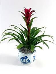 Image result for Bromeliaceae