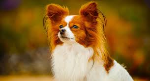 Papillon Dog Information Center A Complete Guide To A