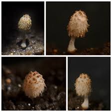 Image result for Siphonochilus longitubus