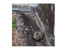 Tedung selar bukit tagar mp4. Ular Tedung Selar