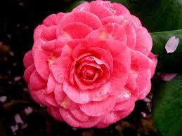Camellia X April Rose Camellia Rose Shade Garden