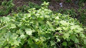 Image result for Delairea odorata