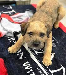 CH Full Throttle's DeJa Voo ! Voo Doo