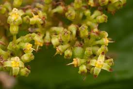 Image result for Cyphostemma montanum