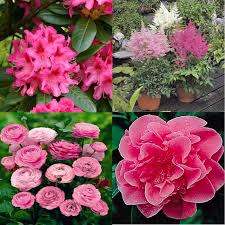 Pink Shade Garden 1 Collection Buy Online Order Yours Now Shade Garden Shade Flowers Pink Garden