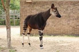 Okapi Lives In Rainforest In Ne Part Of Democratic Republic Of Congo They Eat Leaves And Has All Necessary Digestive Organs Rainforest Animals Okapi Mammals