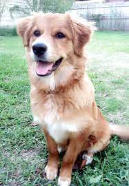 The golden retriever, on the other hand, has a thick, double coat, painted with the colors gold, blonde, and yellow. Golden Retriever German Shepherd And Australian Shepherd Mix Online
