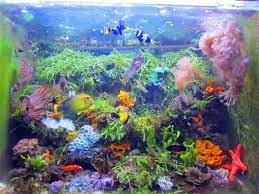 Starting A Macroalgae Tank Marine Aquariums South Africa Saltwater Tank Marine Aquarium Saltwater Aquarium