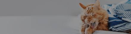 Apr 13, 2020 · it may be time to contact the vet if you notice sneezing or coughing accompanied by: Common Causes Of Coughing In Cats Trudell Animal Health