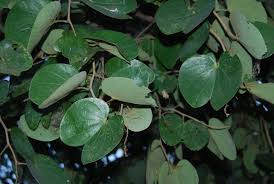 Image result for Piliostigma thonningii