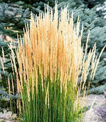 Lieferzeiten sind utopisch sowie mit der webseite nicht vereinbar. Winterhartes Reitgras 1a Pflanzen Kaufen Baldur Garten