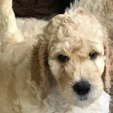 Cargo worthy shipping containers super sale 20'/40' delivered! Goldendoodle Puppies Std Multi Generation For Christmas Home Facebook