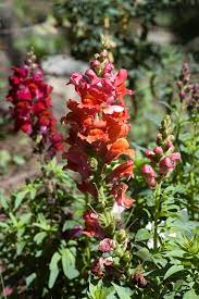 Snapdragon Wiktionary