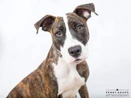 Due to the limited availability of appointments, please read the pet's profile carefully and only submit an adoption survey for an animal that you are willing and able to follow the recommendations for. Adopt A Pet Fee Free In Nashville Through July 3 Nashville Tn Patch
